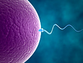 Human sperm and egg