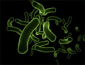Bacteria against a black background