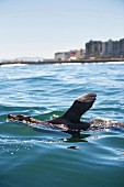 A seal in the Atlantic, Cape Town, South Africa