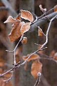 Beech leaves covered in hoar frost on branch in woodland