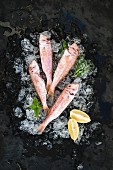 Raw Red Mullet fish with lemon, mint and rosemary on chipped ice over dark stone backdrop