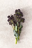 Single floret of purple sprouting broccoli on a stone background
