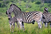Zebras mit Jungen im 'iSimangaliso-Wetland-Park' in Südafrika