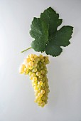 A bunch of 'Himbertscha' grapes with a grapevine leaf
