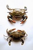 Zwei Softshell-Crabs (New England, USA)