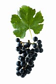 Dornfelder grapes with a vine leaf