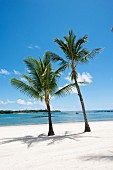 Palm trees, blue sky and idyllic white beach