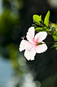 Pale pink hibiscus flower