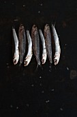 Sardines in a row on a metal sheet