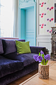 Hyacinths in log vase in front of purple velvet sofa in living room