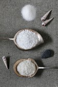 Various types of salt (seen from above)