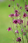 Purple aquilegia in garden