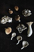 Various edible mushrooms on a black background (top view)