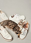 Verschiedene weiße Schnürschuhe und eine Katze