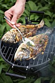 Gilthead seabream on the barbeque
