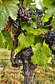 A vine with ripe red wine grapes