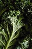 Superfood: Fresh Kale