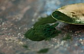 Spirulina algae powder on a metal surface and a spoon