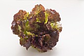 Batavia lettuce