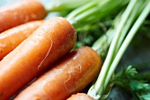 Carrots (close up)