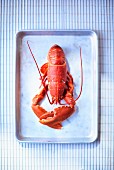 A cooked lobster on a metal tray (seen from above)