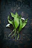 Fresh wild garlic leaves and flowers on a dark metal background (seen from above)