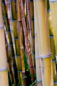 Verschiedene Bambusrohre