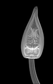Water lily flower bud, X-ray