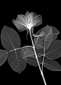 Rose flower, X-ray