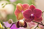 Phalaenopsis Fangmei Sweet 'Burgundy' orchid