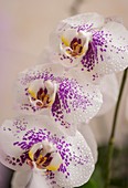 Doritaenopsis Tying Shin Fantastic World 'Star Wars' orchid