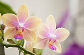 Phalaenopsis I-Hsin Venus 'Sweet Fragrant' orchid