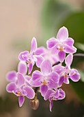 Moth orchid (Phalaenopsis silbergrube equestris x celebensis