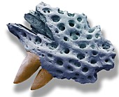 Reptile jaw fossil, SEM