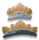 Prodacrodus shark teeth fossils, SEM