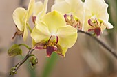 Phalaenopsis Fortune Saltzman 'Montclair' orchid