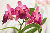 Potinara Dancing Beauty orchid flowers