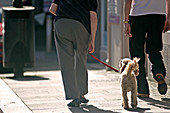 Dementia animal therapy