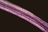 Spiral vessel from rhubarb, polarised light micrograph