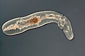 Macrostomid flatworm, light micrograph