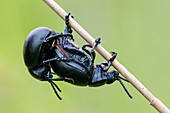 Bloody nosed beetles