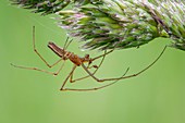 Long jawed spider