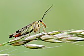 Scorpion fly