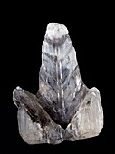 Gypsum fishbone crystal