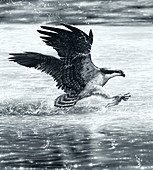 Osprey catching a fish, illustration