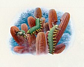 Aysheaia feeding on sponges, illustration