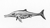 Stenopterygius ichthyosaur, illustration