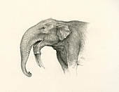 Deinotherium elephant-like mammal, illustration