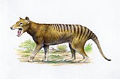 Thylacine, illustration
