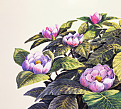 Magnolia flowers, illustration